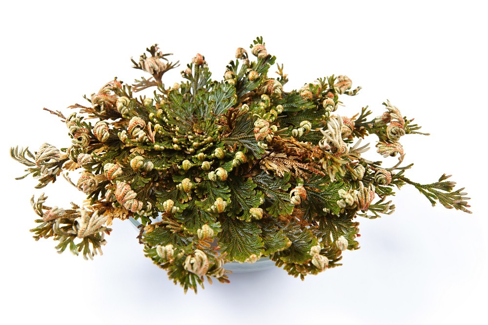 Incense Garden Rose of Jericho Flower The Resurrection Plant Incense