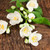 Suns Eye Jasmine Herbal Fragrance Oil - 1/2 Ounce Bottle