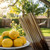 Wild Berry Citronella Lemon Incense Sticks, 100 Count Hand-Dipped Aromatic Incense