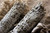 2 Pack - Premium California White Sage Smudge Sticks, Approx 6 Inch, Made in USA