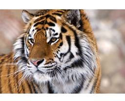 Corporate Animal Artwork