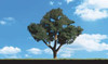 TR3521 Cool Shade Trees 8 - 9  (2)