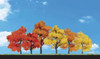 TR3540 Harvest Blaze Trees 1 1/4 - 3  (9)