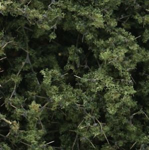 F1131 Fine-Leaf Foliage Medium Green