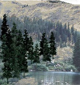 TR1581 Conifer Pine Trees 4-6  (24)