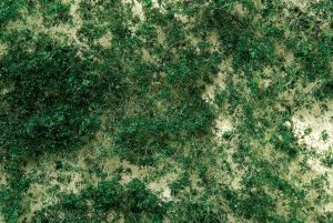 BAC32608  Scenescapes Medium Foliage, Dark Green