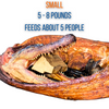 Whole Skinned Alligator Small 5 - 8 lbs