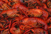 Boiled Crawfish 15lb - Already Cooked - Just Re-Heat