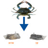 JV Foods Louisiana Soft Shell Crab - Single Blue Crab, image of a live blue crab shown with labels pointing to the bottom and top shells, isolated on a white background.