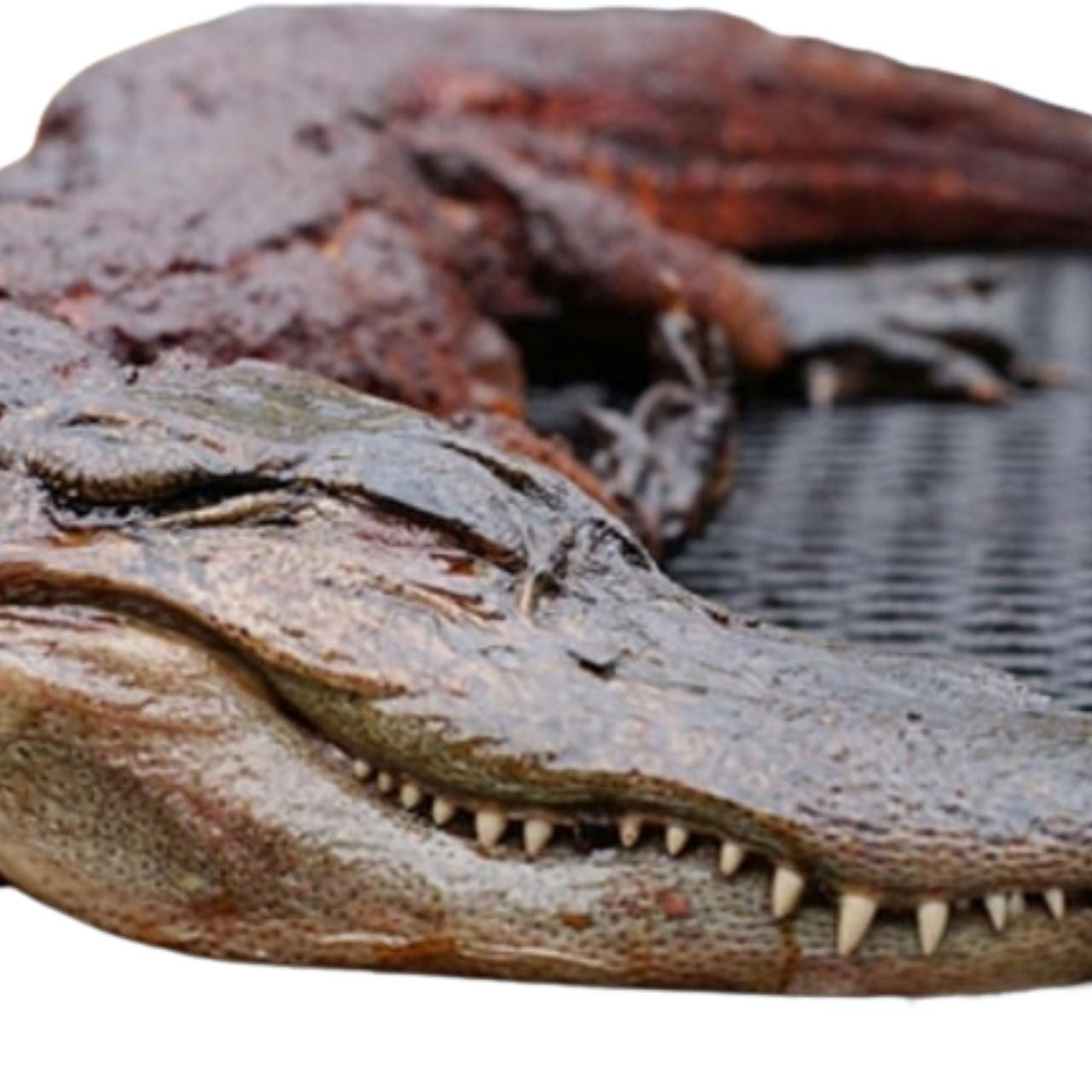 Whole Skinned Alligator for Sale | Small–5XL | Creole.net