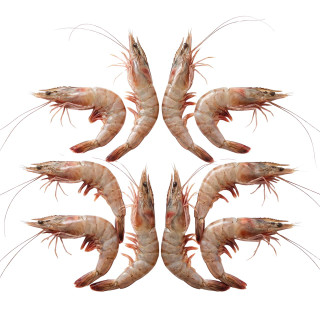 JV Foods Gulf Shrimp Head-on U/12 Ct 5lb IQF, frozen shrimp with heads intact arranged on a white background.