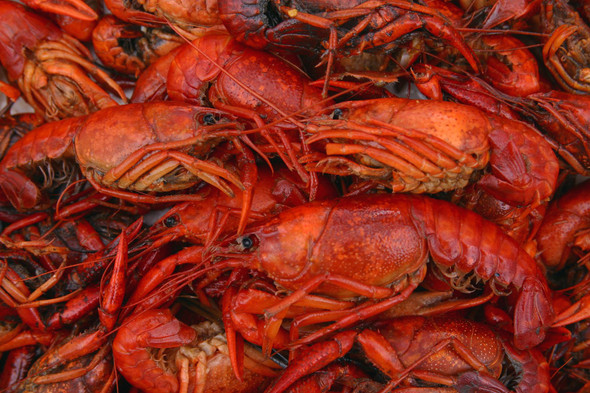 Boiled Crawfish 15lb - Already Cooked - Just Re-Heat