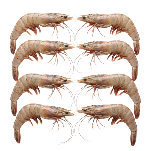 Gulf Shrimp Head-on 13/15 Ct 5lb IQF