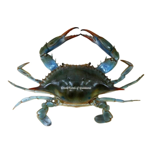 JV Foods Louisiana Soft Shell Crab - Single Blue Crab, fresh whole blue crab with a dark blue and green shell, showing sharp claws and detailed textured body.