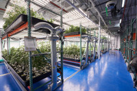 Cannabis Facilities