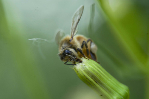 Closer Look: A Macro Photography Workshop