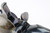7.5" 2nd Gen Colt Single Action Army Revolver - .38 Special - photo 11 of 14
