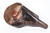 1939 Police Luger Holster - photo 3 of 6