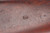 Argentine DWM Model 1909 Mauser 7.65x53 - close-up of stock cartouche
