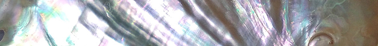Abalone Shell Abalone Shell