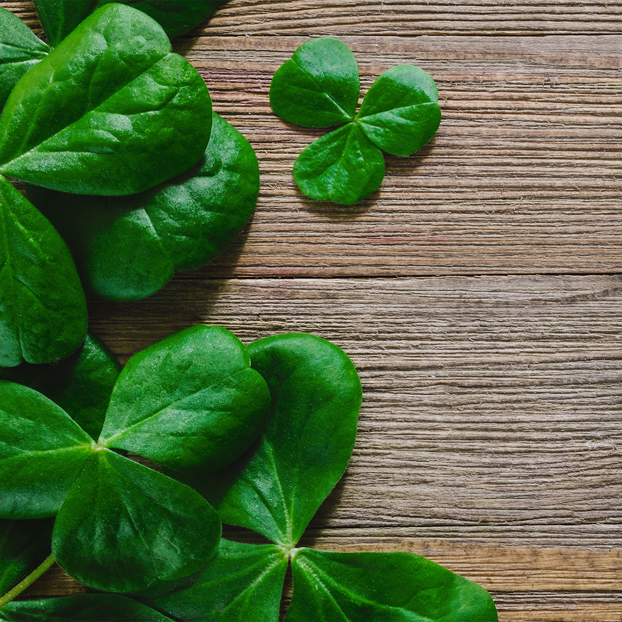 clover.jpg