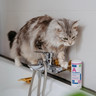 ITA_Allermyl-Shampoo-for-Dogs--Cats_Unity-visual_5_2026.jpg