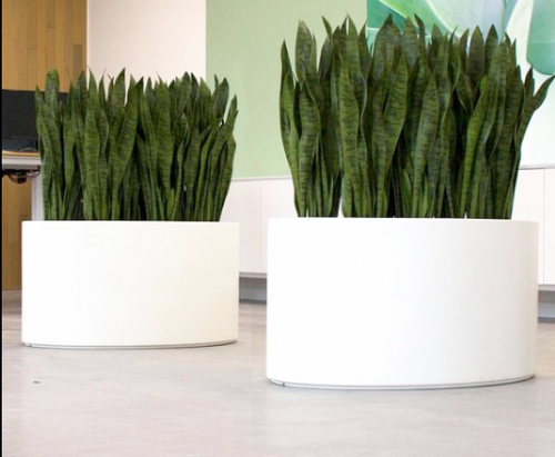 Sansevieria pot( گلدان گرد سانسوریا سبز (خیلی بزرگ