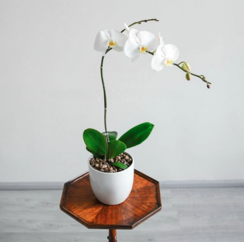 White Orchid Apartment Pot گلدان آپارتمانی ارکیده سفید