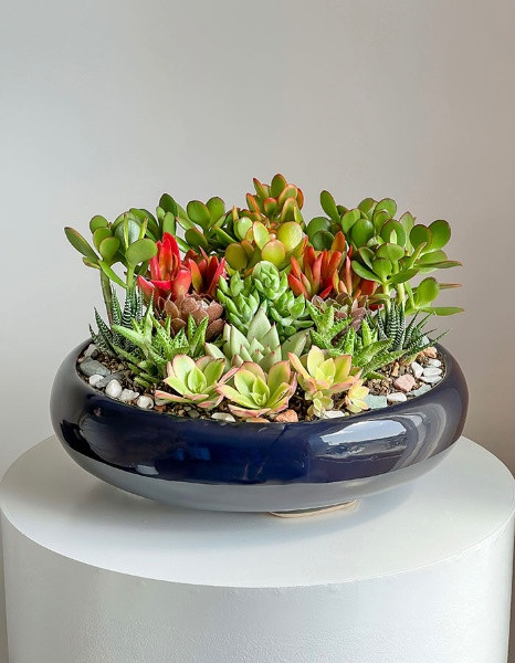 Succulent Ceramic Pot گلدان سرامیکی ساکولنت