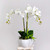 Orchids گل گلدانی ارکیده طبیعی