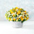 Yellow miniature rose گل رز مینیاتوری زرد