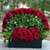 Roxana Luxury Red Rose Boxباکس گل رز قرمز لاکچری رکسانا
