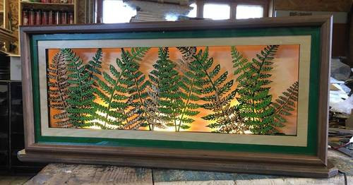 Horizontal Fern Lightbox