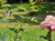 My beautiful first image description