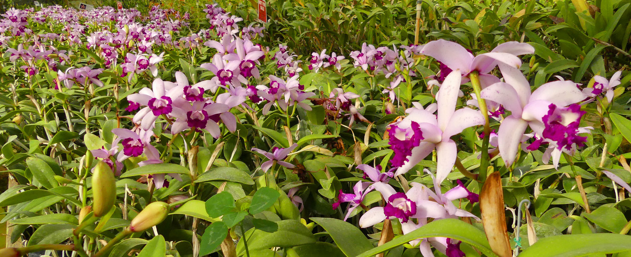 Edible Orchids  Buy Wholesale Edible Flower Karma Orchids Online - Marx  Foods