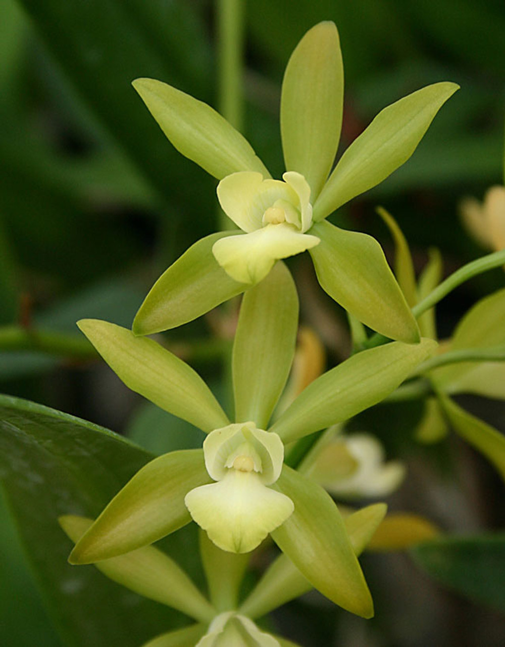 Epc. Burdekin Surprise 'Aranbeem'. - Odom's Orchids, Inc.
