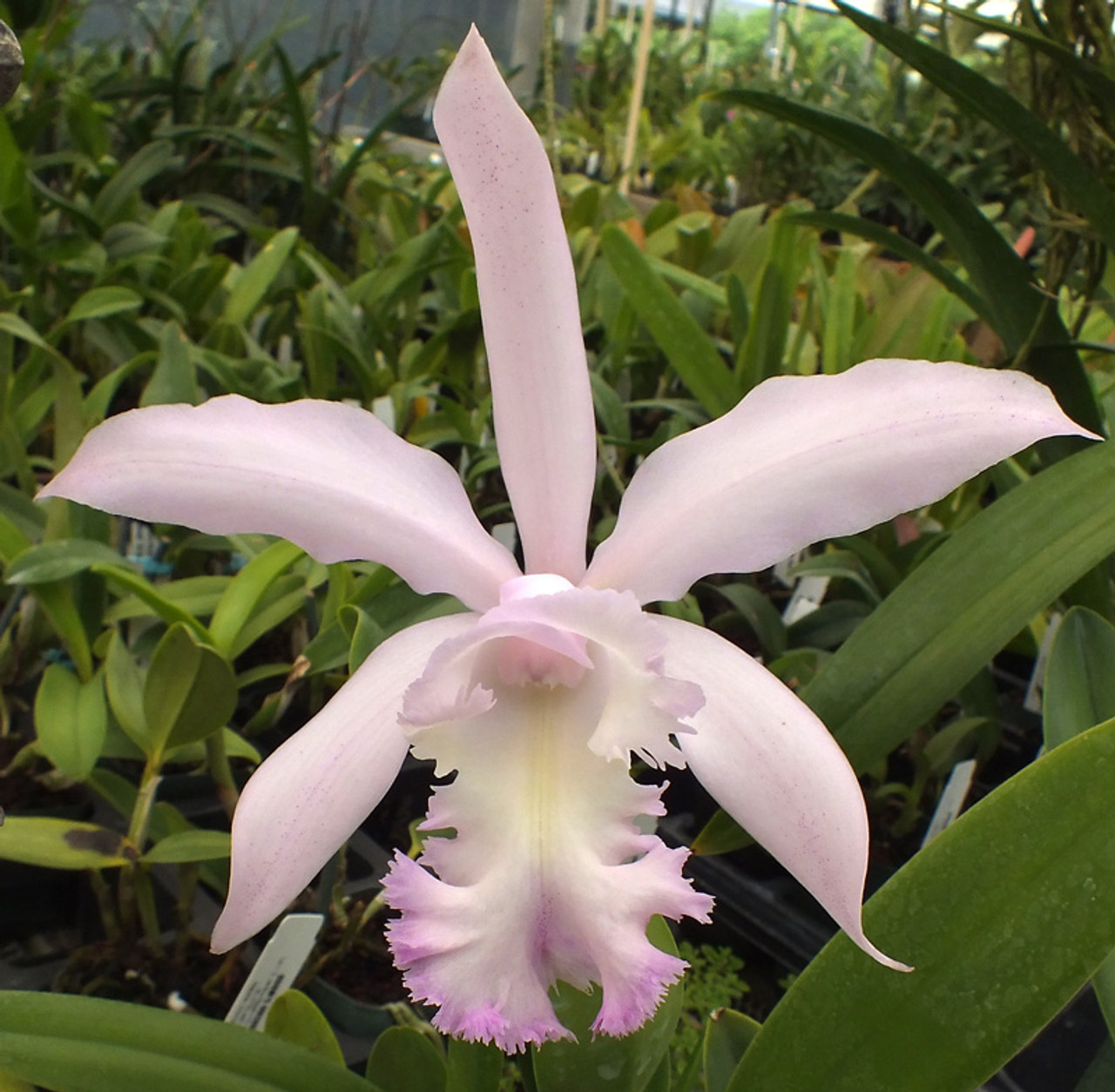 Bc. Cordelia. Odom's Orchids, Inc.