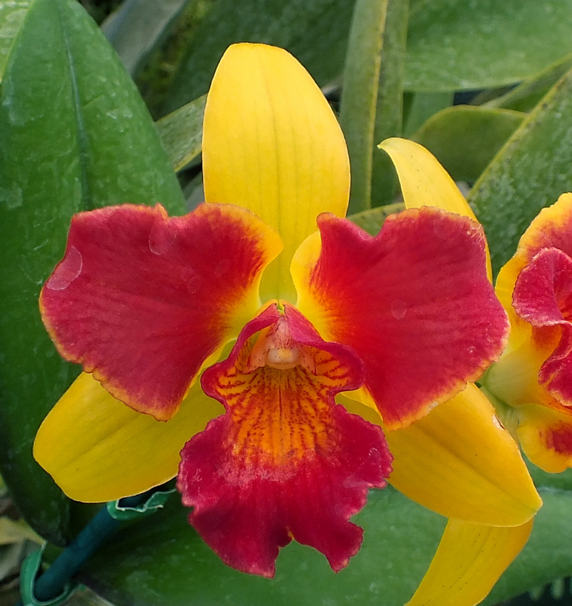 Pot. Hawaiian Prominance 'America' AM/AOS. - Odom's Orchids, Inc.