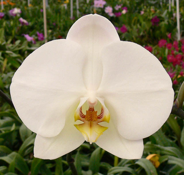 Shop Phalaenopsis Odom's Orchids, Inc.