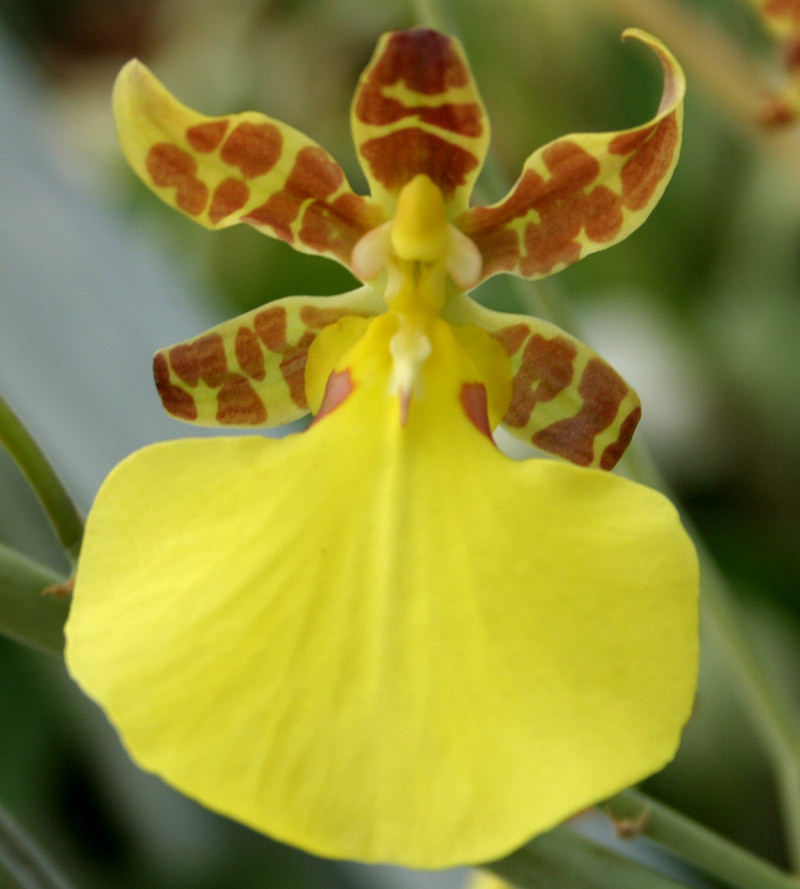 Shop Oncidium Alliance Odom's Orchids, Inc.
