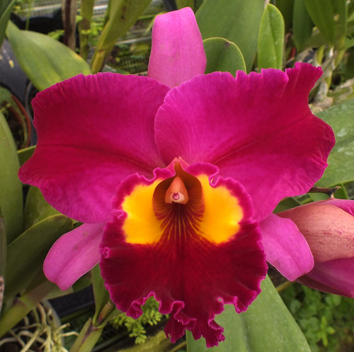 Pot. Dick Smith 'Dark Beauty'.