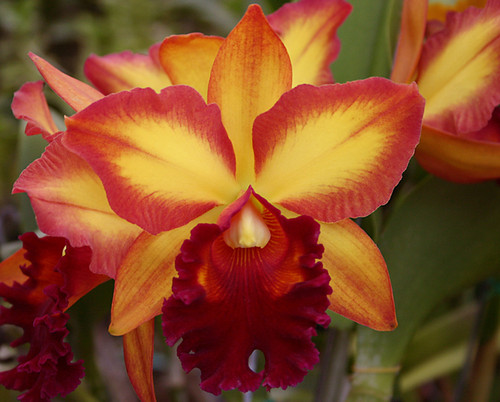 Blc. Mem. John Odom 'Carmela' AM/AOS.