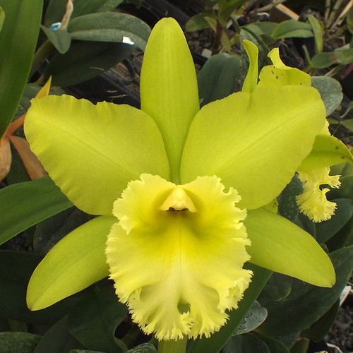 Blc. Prada Green Deluxe 'N.N.' AM/AOS.