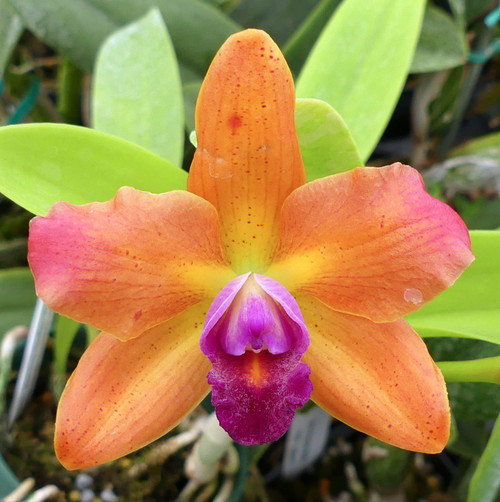 Slc. Jungle Gem 'Yellow Jacket' x Blc. Sun Spots 'Sandy'.