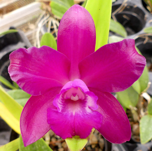 Lc. Qing Ming Thirteen 'Red Grape'.