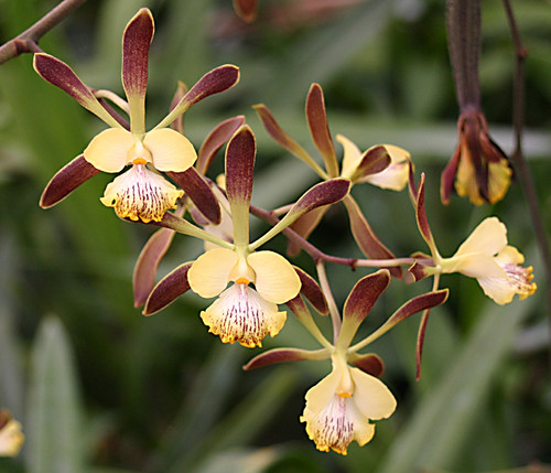 Encyclia alata.