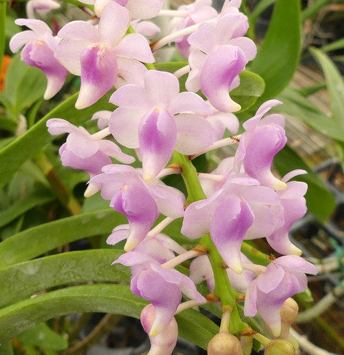 Aerides odorata.