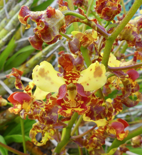 Cyrtopodium punctatum.