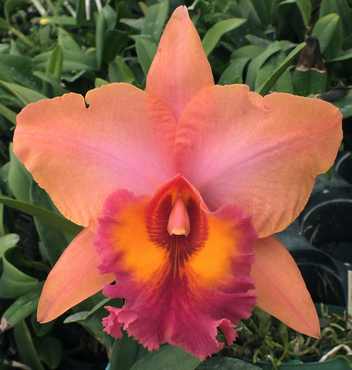 Blc. Robert Ferguson 'Rainbow Sherbert'.