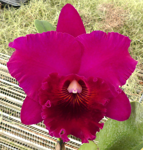 Blc. Sanyung Ruby 'Da Won'.